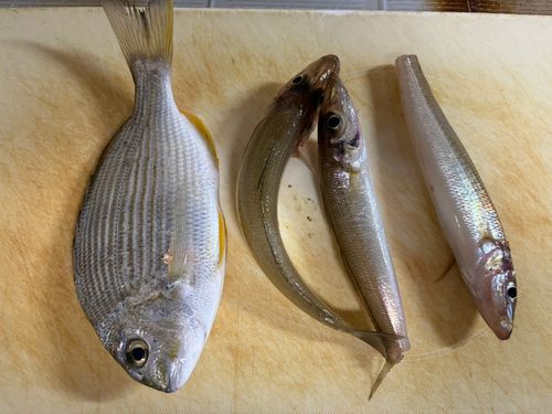 キスの釣果