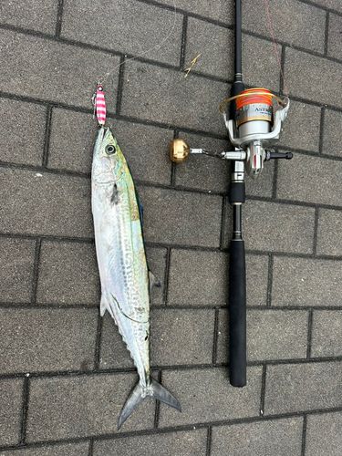 サゴシの釣果