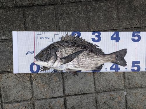 クロダイの釣果