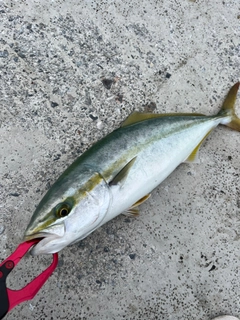 ヤズの釣果