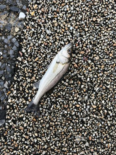 セイゴ（マルスズキ）の釣果