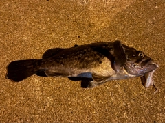 クロソイの釣果