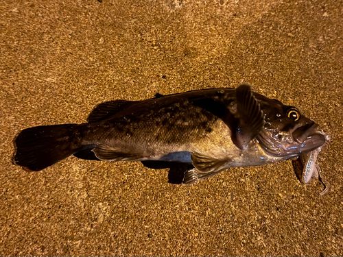 クロソイの釣果