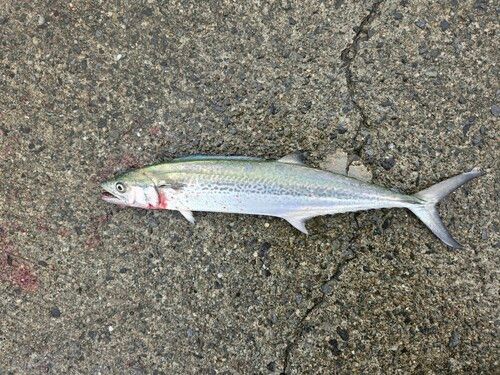 サゴシの釣果