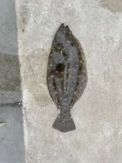 ヒラメの釣果