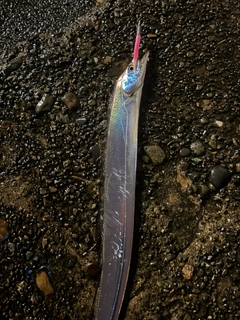 タチウオの釣果