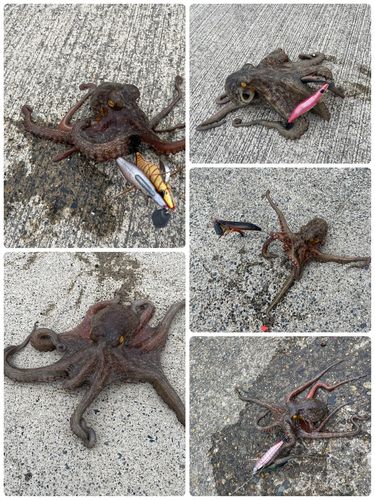 タコの釣果