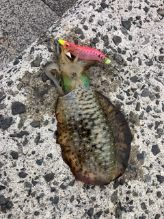 アオリイカの釣果