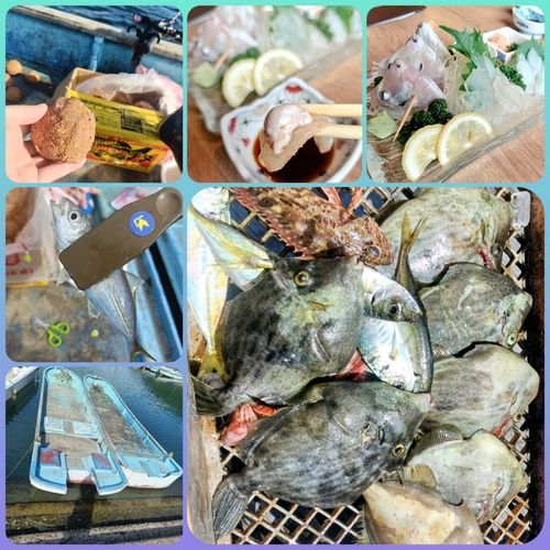 カワハギの釣果