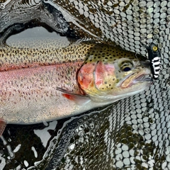 ニジマスの釣果