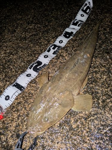 マゴチの釣果