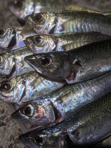 マサバの釣果