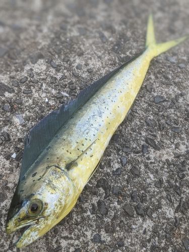 シイラの釣果