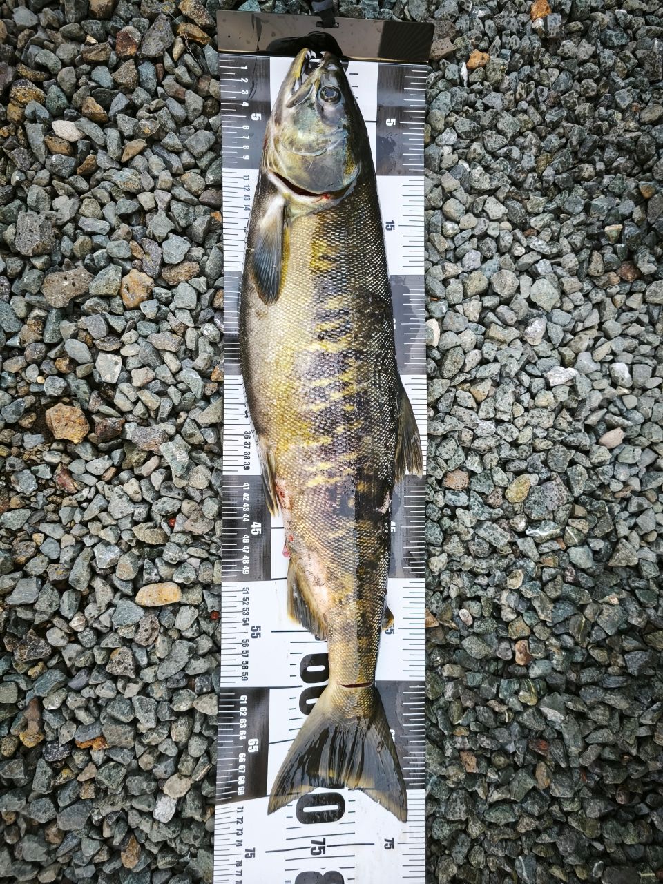 アキアジ