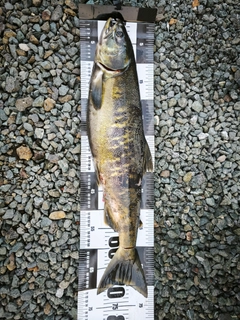 アキアジの釣果