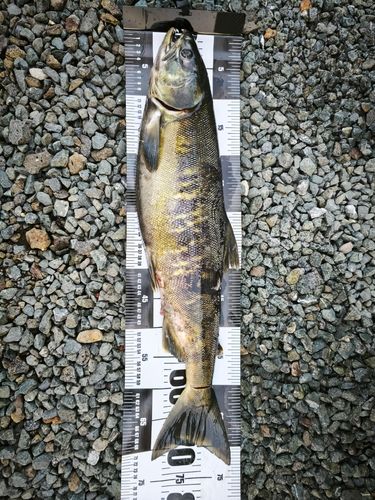 アキアジの釣果