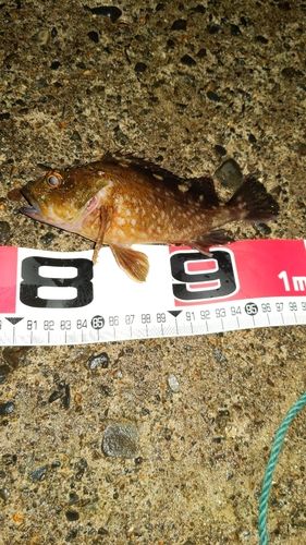 カサゴの釣果