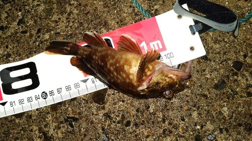 カサゴの釣果