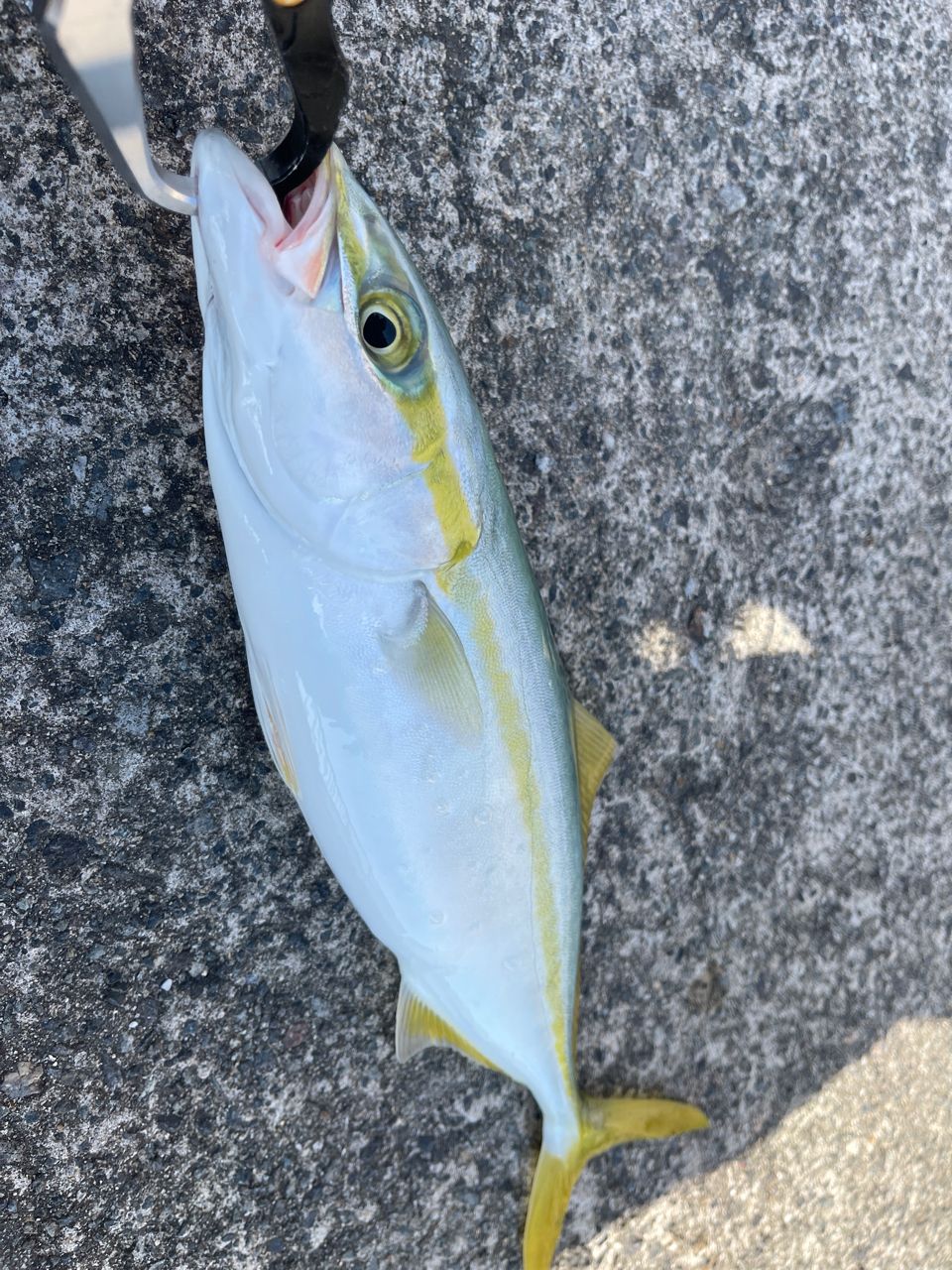 SHIMANO 20コルトスナイパー XR S100MLの最安値・インプレ・釣果