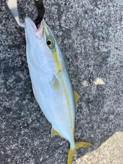 ワカシの釣果