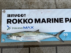 サゴシの釣果