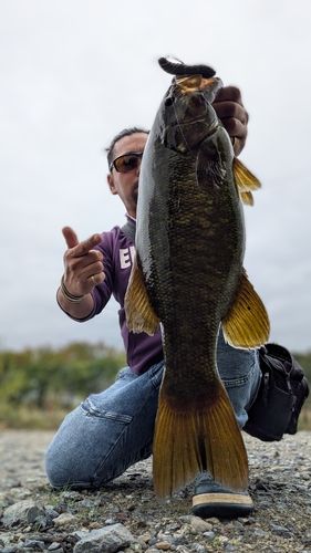 スモールマウスバスの釣果