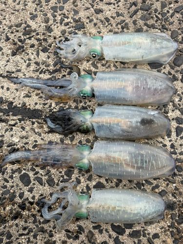 アオリイカの釣果