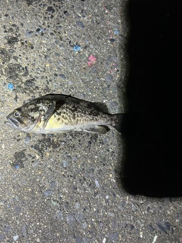 ソイの釣果