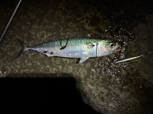 サバの釣果