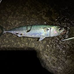サバ
