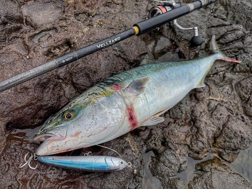 ワラサの釣果