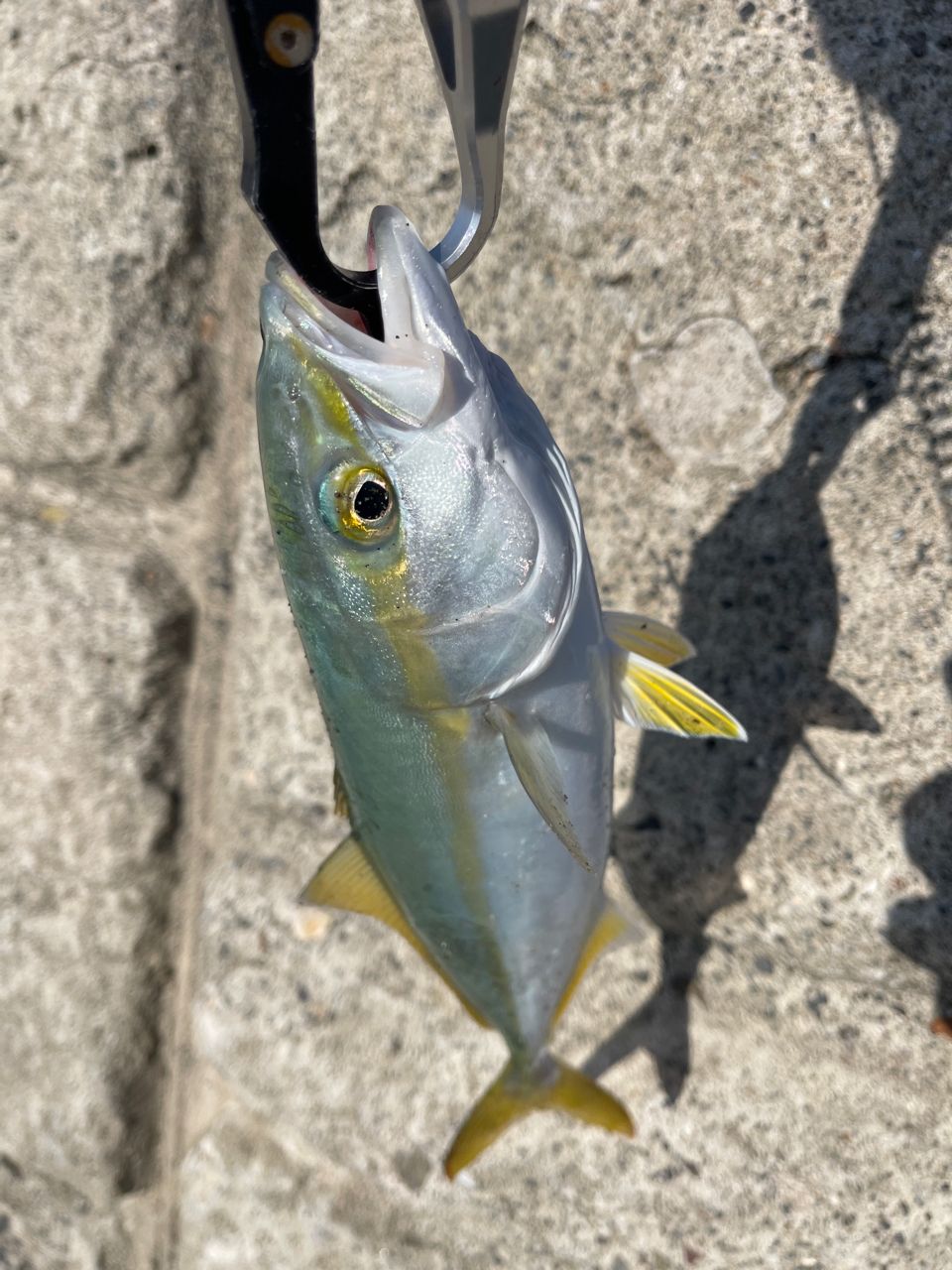 SHIMANO 20コルトスナイパー XR S100MLの最安値・インプレ・釣果