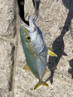 ワカシの釣果