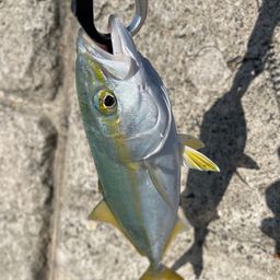 ワカシ