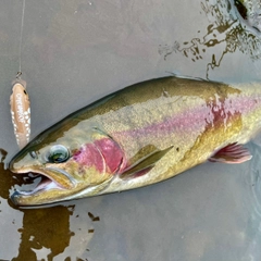 ニジマスの釣果