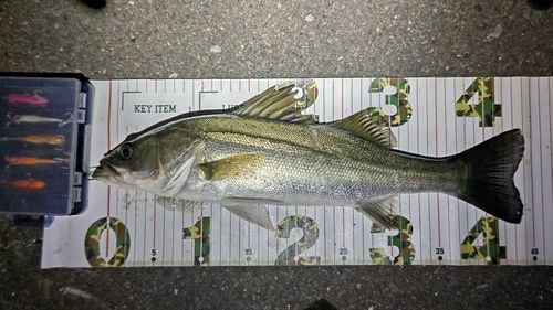 フッコ（マルスズキ）の釣果