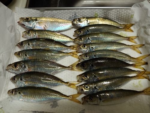 本牧海づり施設