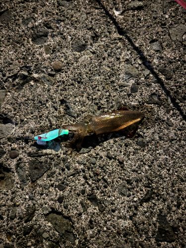 マメイカの釣果