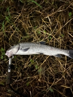 ニゴイの釣果