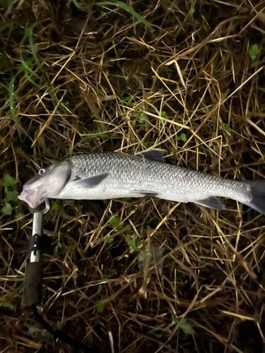 ニゴイの釣果