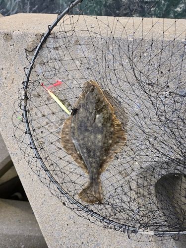 カレイの釣果