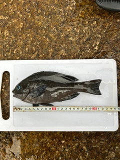 グレの釣果