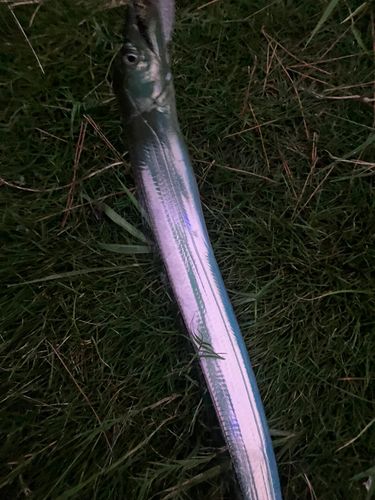 タチウオの釣果