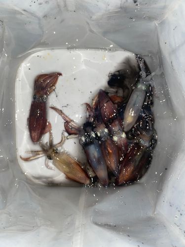 マメイカの釣果