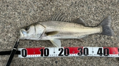 フッコ（マルスズキ）の釣果