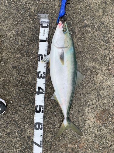 メジロの釣果