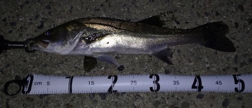 シーバスの釣果