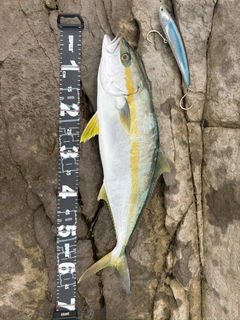 ヒラマサの釣果