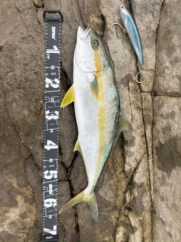ヒラマサの釣果