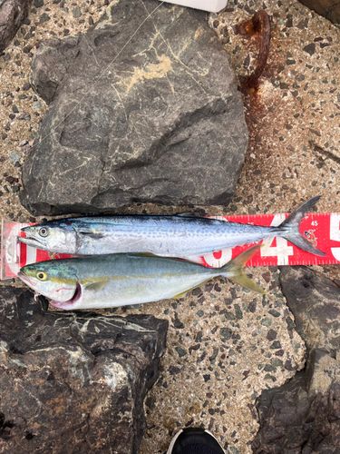 サゴシの釣果